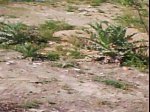 DSC00745.jpg