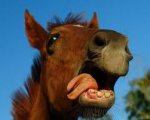 caballo.jpg
