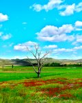 L1050613-1b.jpg