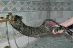 gatomojado.jpg