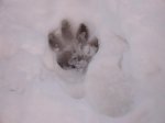yernes nevado 2 009.jpg