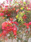 DSC07457_450x600.jpg