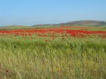 DSCN7403 (Medium).JPG