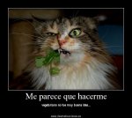 gatovegetariano.jpg
