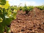 Vi&#241;as (Small).JPG