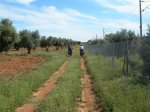 Via servicio ave (Small).JPG