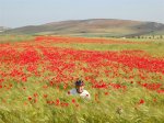 301025 Amapolas (Small).JPG