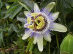 301130 Flor (Small).JPG