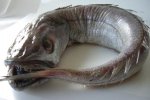 pescadilla.jpg
