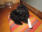 IMG_0113_800x600.jpg