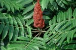 sumac.jpg