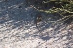 FOTOS IBEX 148 (Large).jpg