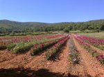 20110626 bici begues 003.jpg