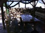 DSC00878.jpg