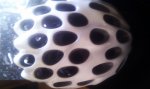 IMAG0052.jpg