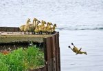 patos.jpg