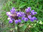 P1050477_800x600.jpg