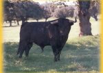toros1.jpg