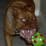 perro-peligroso.jpg