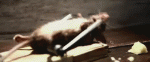 image001.gif