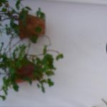 manetas 003.jpg