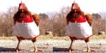 gallinax2.JPG
