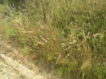 DSCN4235.jpg