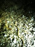 IMG_0175.JPG