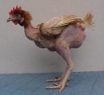 gallina vieja.jpg
