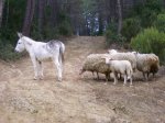 SantGrauBestioles.JPG