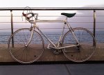 batavus.jpg