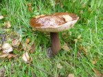 P1060106_800x600.jpg