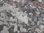DSCN5933.JPG
