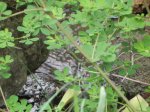 DSCN5975.JPG