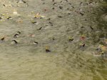 DSC01439.JPG