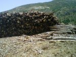 IMG00137-20110626-1336.jpg