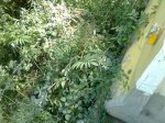 Imagen0232.jpg
