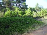 IMG_0009.JPG