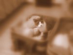 Miki se viene en la maleta r.jpg