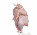 pollo1.jpg