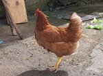 gallina.jpg