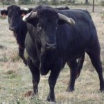fondotoro.jpg