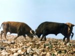 FOTO TOROS PELEANDO 2.jpg