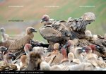 cantidad-de-buitres-carroneros_24842[1].jpg