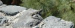 DSC_9525.JPG