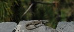 DSC_9537.JPG