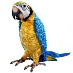 mascotas_loro_molon[1].jpg