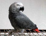 loro-gris-africano[1].jpg