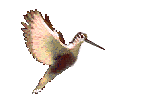 Scolopax.gif
