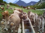 vacas_pedraforca.jpg